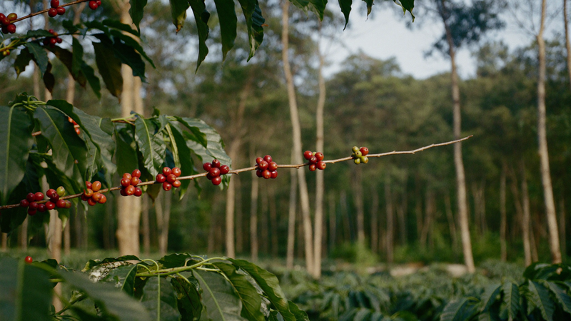 Regenerative coffee farming cuts emissions across supply chains · USA vs Bosnia-Herzegovina