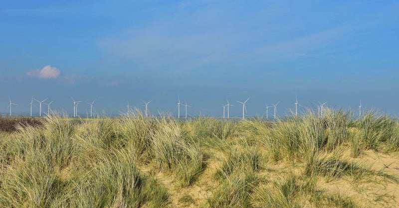 Edinburgh Airport joins nature recovery scheme to offset carbon