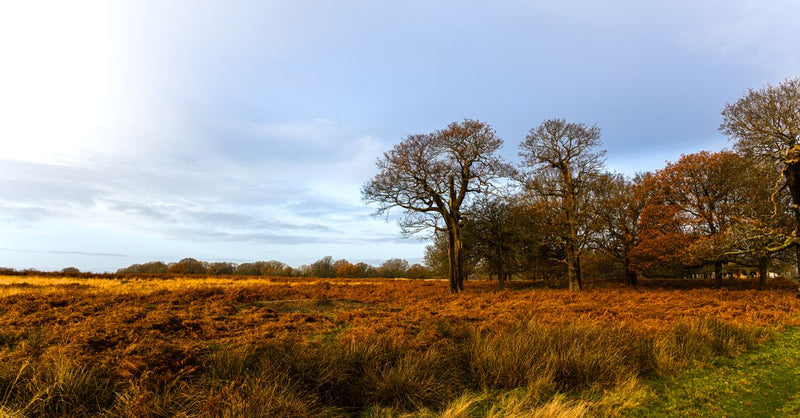 Nature-positive transition: who funds biodiversity offsetting?