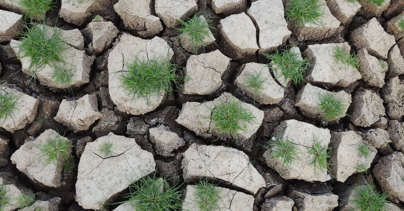 How major consumer brands measure and cut their carbon footprint